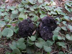 Περιττώματα ίσως από αγριογούρουνο