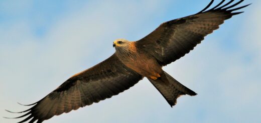 Milvus migrans
